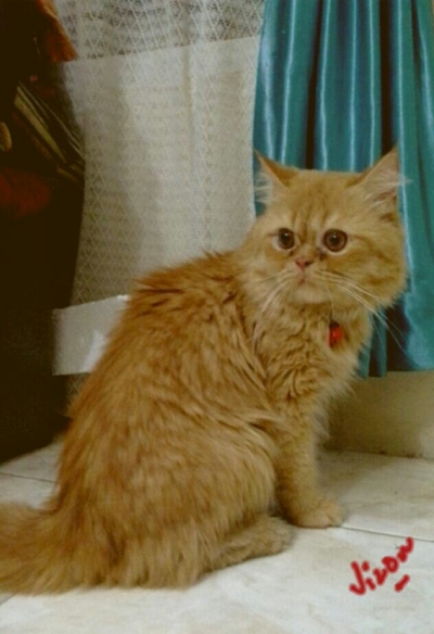 paddington - kucing persia