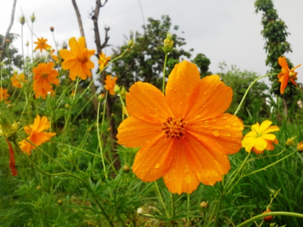 flower in orange color