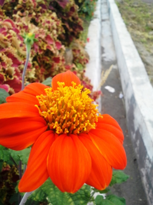 flower with orange color